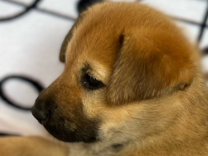 chinook puppy